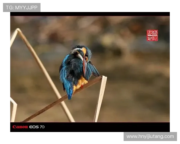 扣鸟与其背后含义的深度解析与探讨